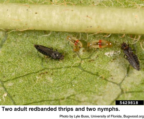 Redbanded thrips are tiny and dark
